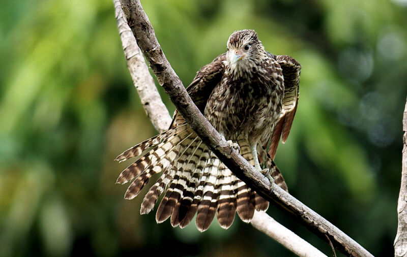 Caracara à tête jauneimmature