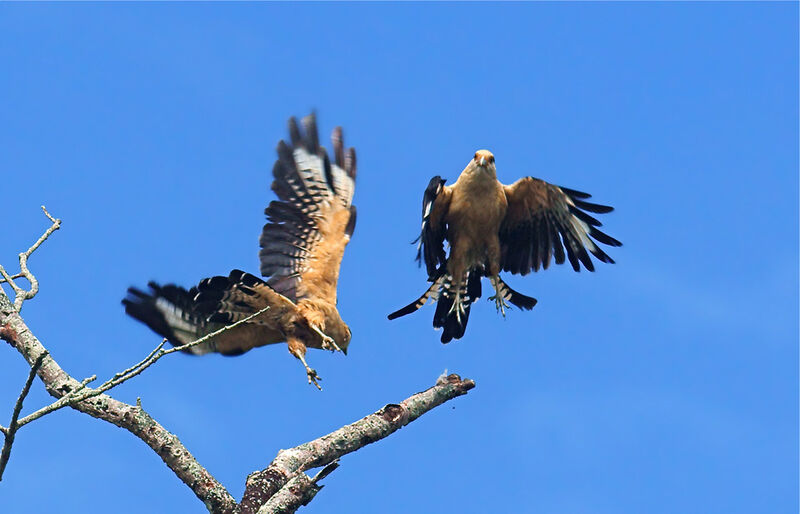 Caracara à tête jaune adulte, Vol