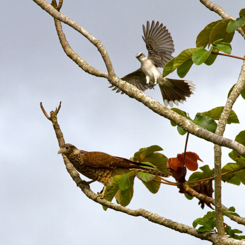 Caracara à tête jaunejuvénile