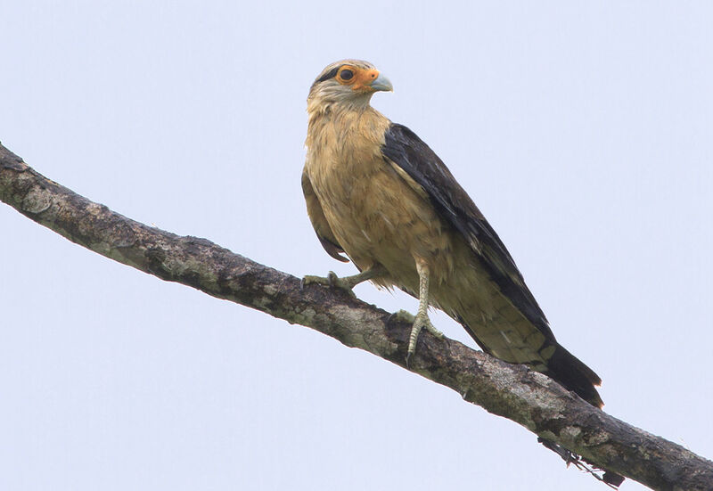 Caracara à tête jauneadulte