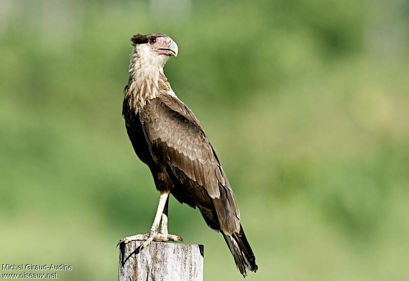 Crested Caracara (cheriway)juvenile, identification