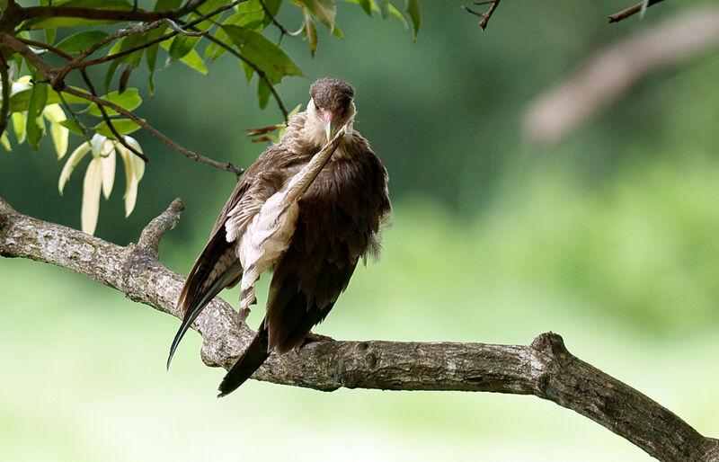 Caracara du Nordjuvénile