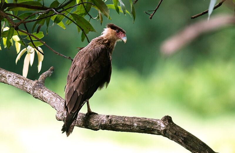 Crested Caracara (cheriway)juvenile