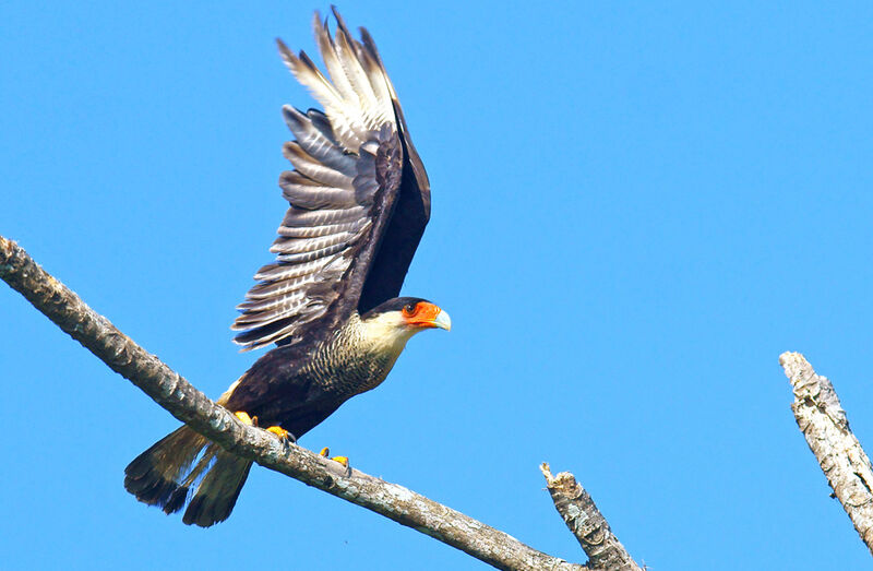 Crested Caracara (cheriway)adult