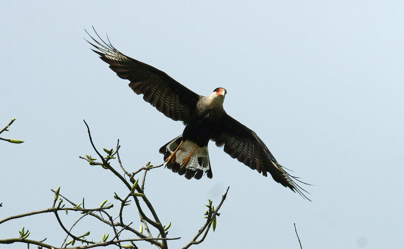 Crested Caracara (cheriway)