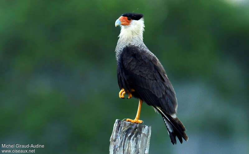 Crested Caracara (cheriway)adult, identification