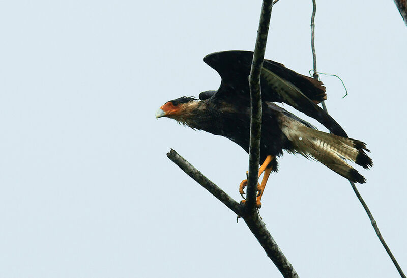 Caracara du Nord