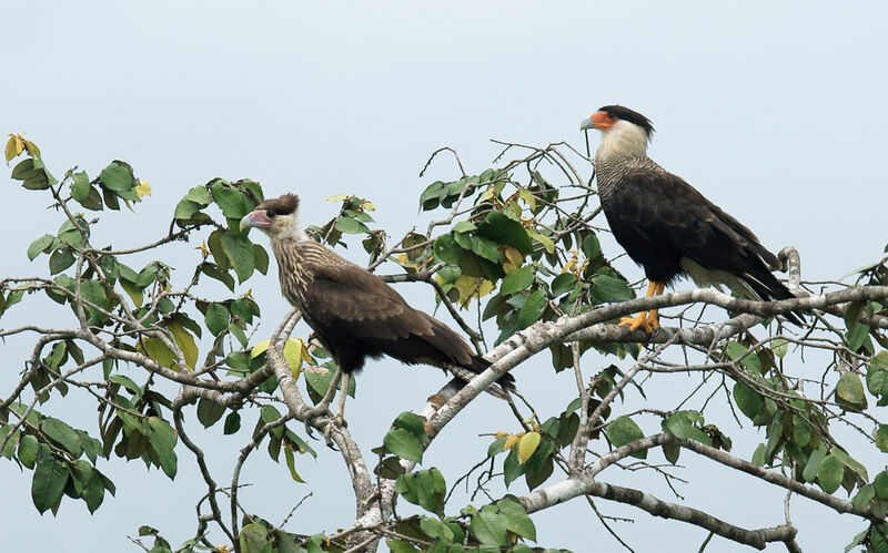 Caracara du Nordadulte