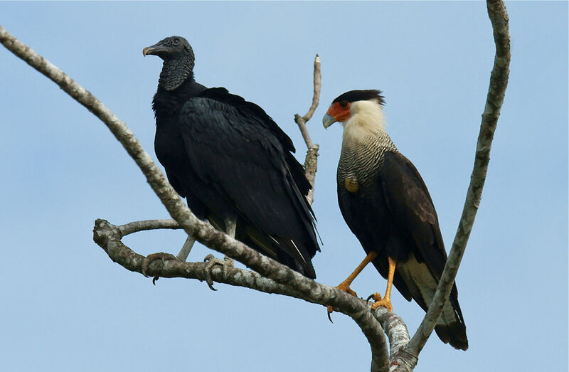 Caracara du Nord, identification