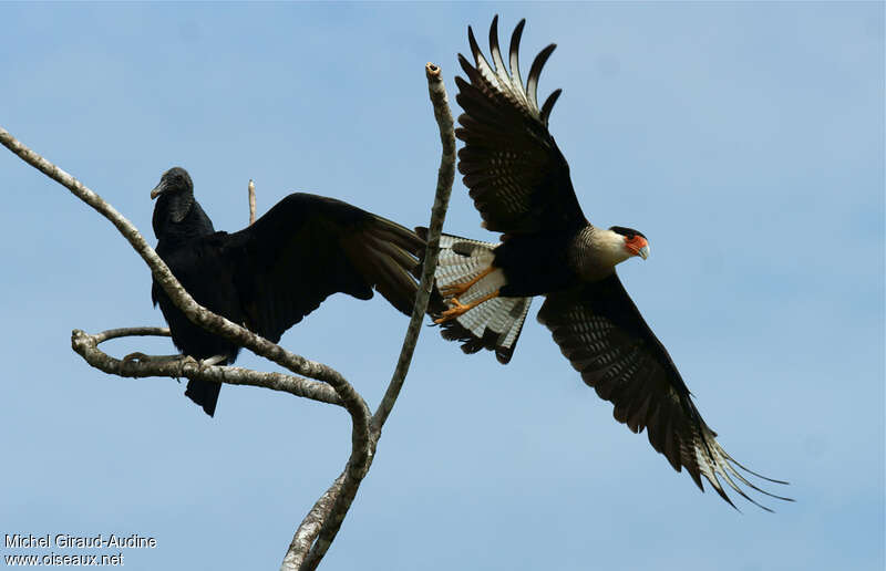 Caracara du Nordadulte, composition, pigmentation, Vol