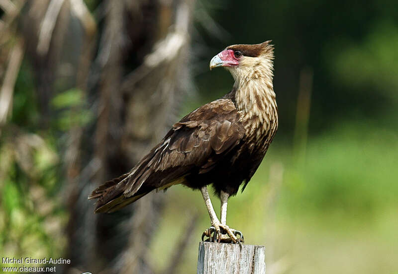 Caracara du Nord2ème année, identification