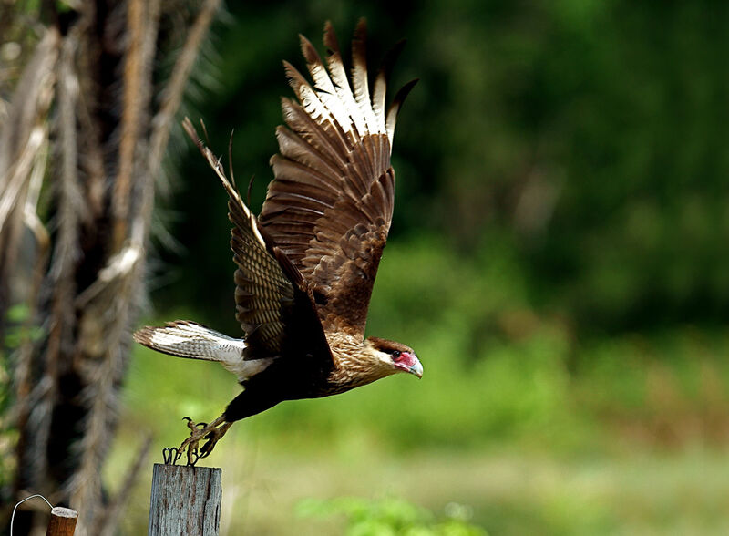 Caracara du Nord2ème année, identification