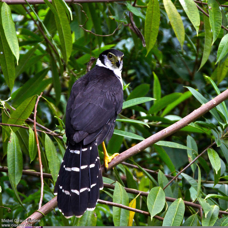 Collared Forest Falconadult, habitat, pigmentation