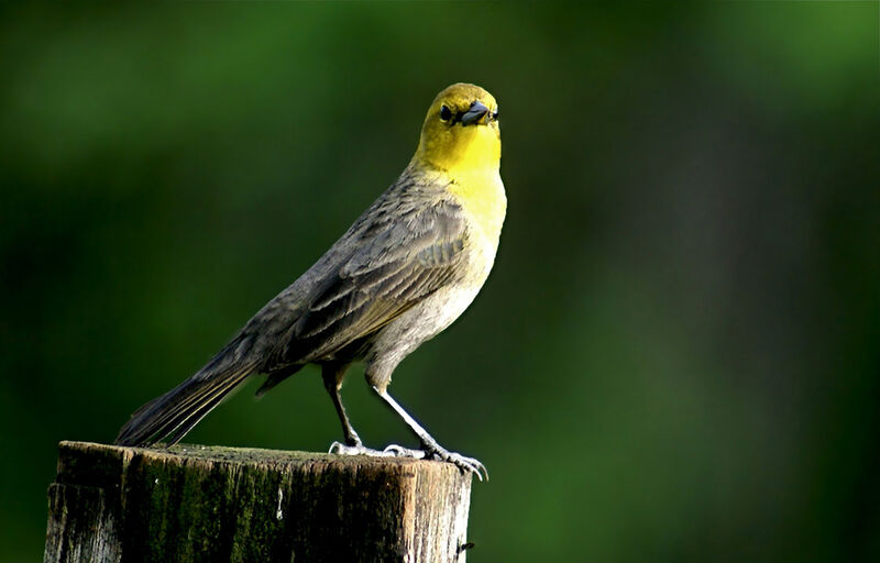 Yellow-hooded Blackbird