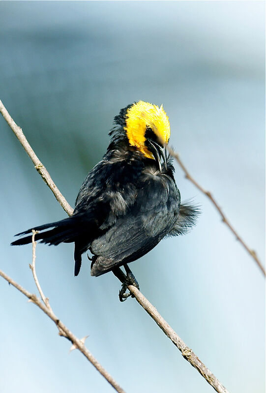 Yellow-hooded Blackbird