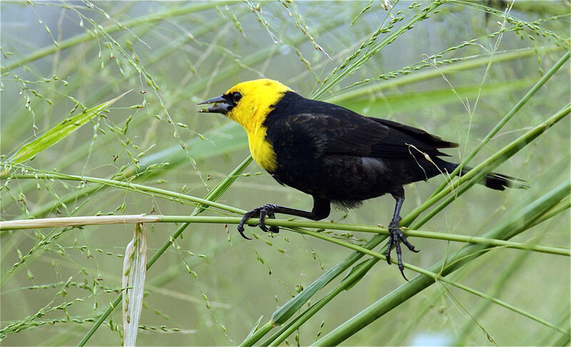 Yellow-hooded Blackbird