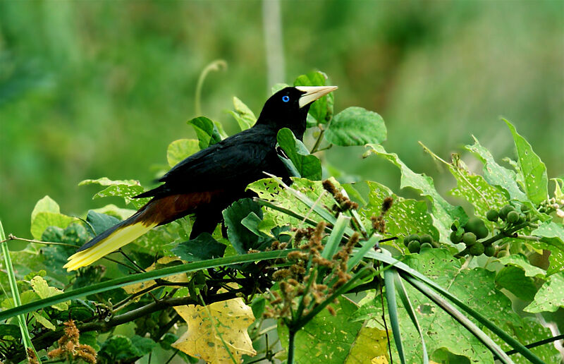 Crested Oropendola