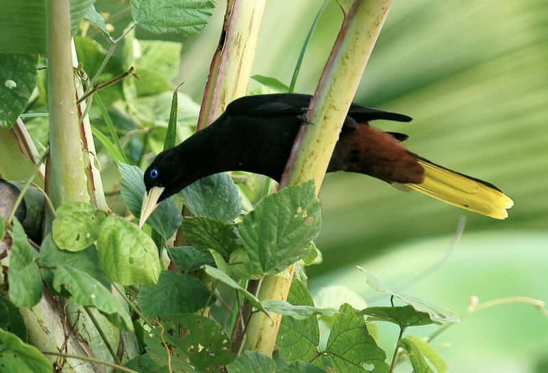 Crested Oropendola