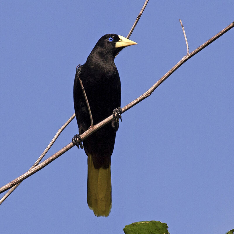 Crested Oropendola