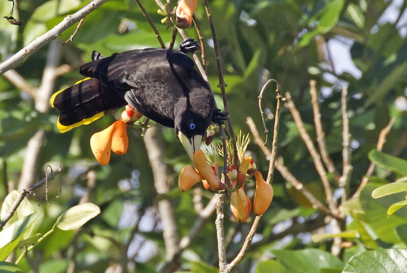 Crested Oropendola