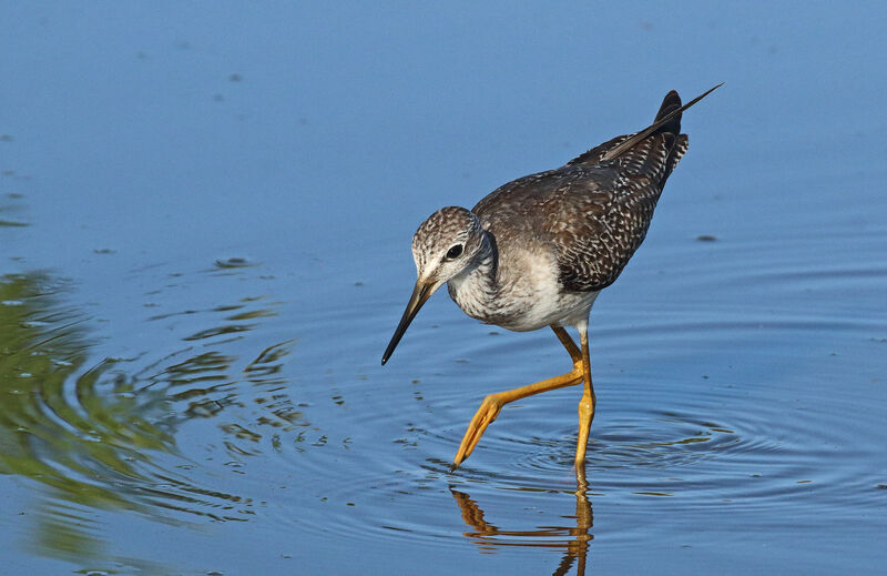 Lesser Yellowlegs