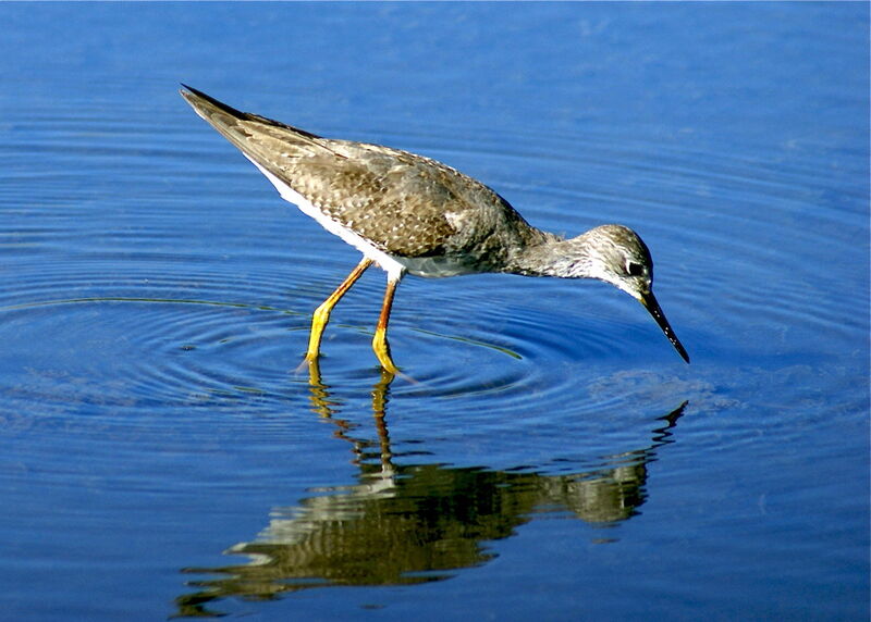 Lesser Yellowlegs