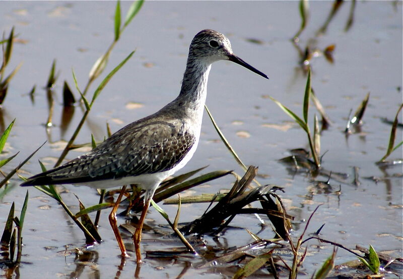 Lesser Yellowlegs, identification