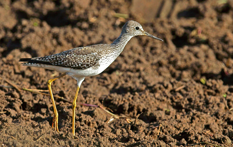 Lesser Yellowlegs