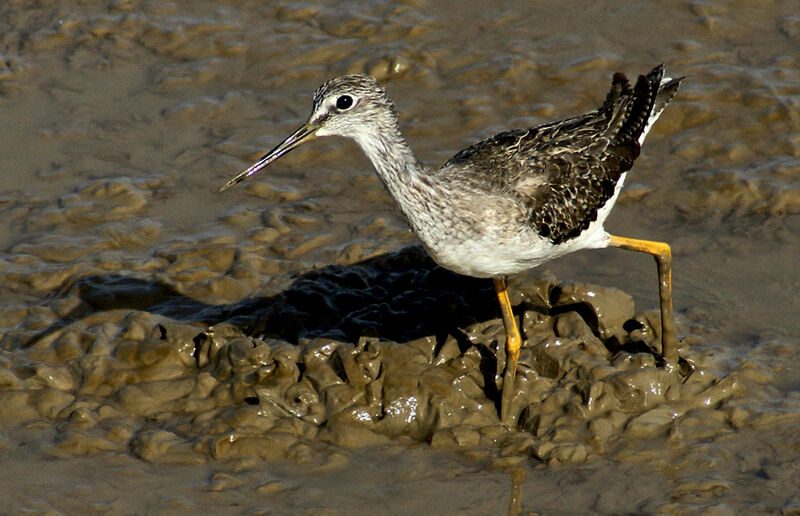 Chevalier criard, identification