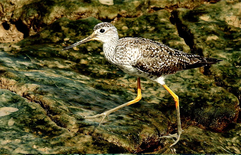 Greater Yellowlegs, identification