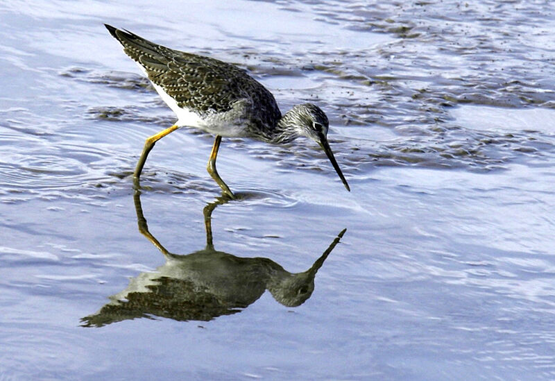 Greater Yellowlegs