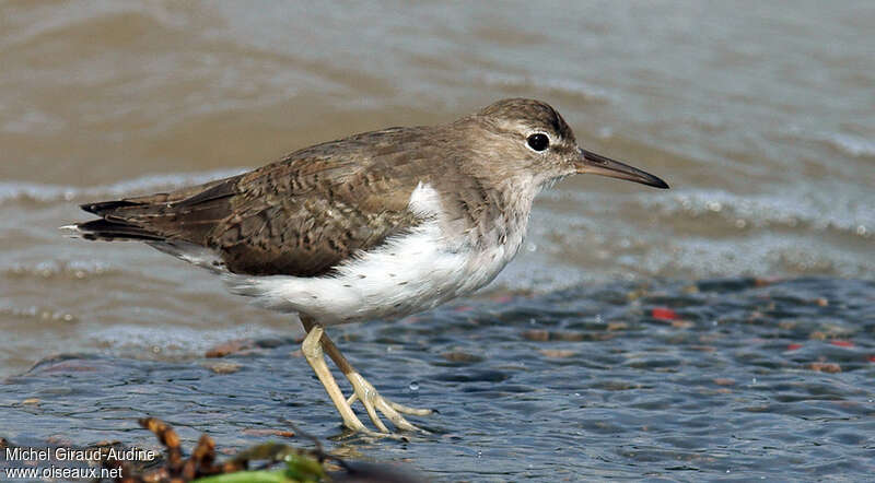 Spotted Sandpiperadult post breeding, identification