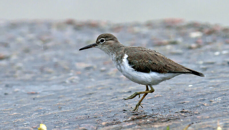 Spotted Sandpiper