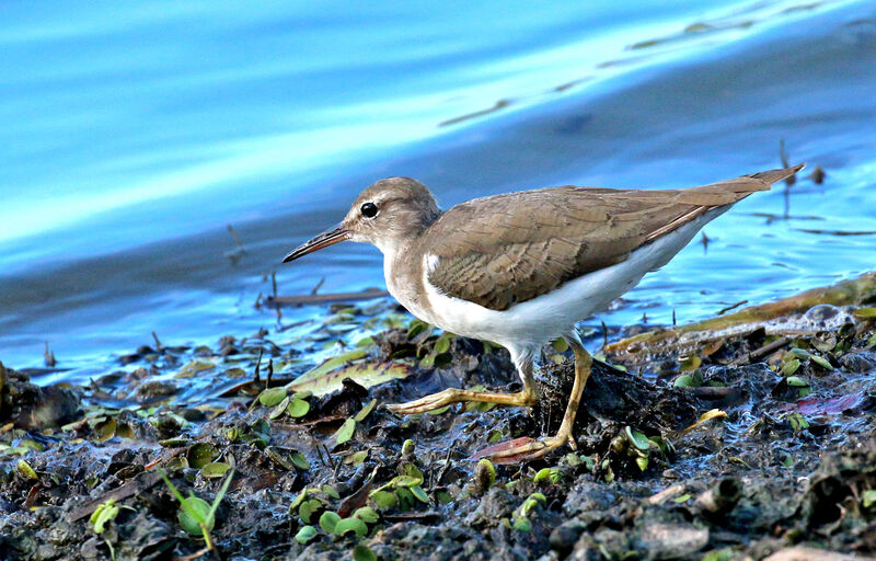 Spotted Sandpiperadult post breeding