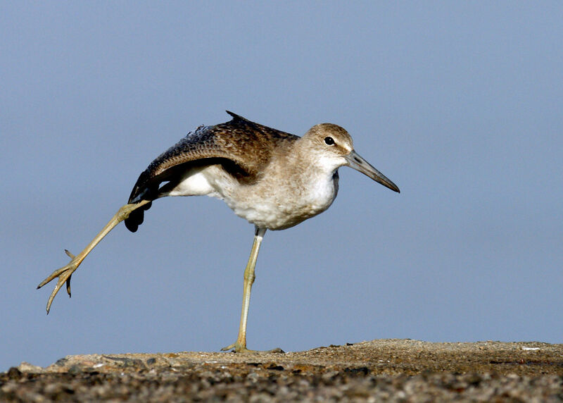 Willet