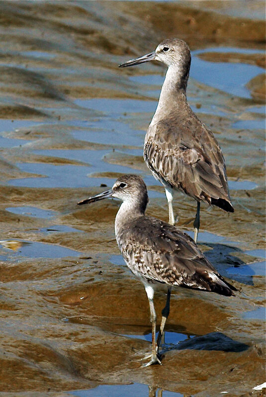 Willet