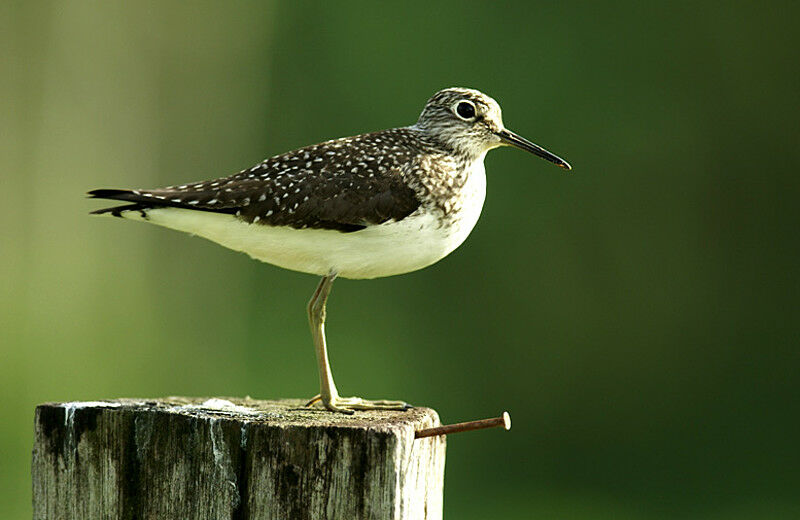 Solitary Sandpiper