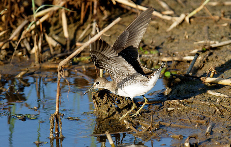 Solitary Sandpiper