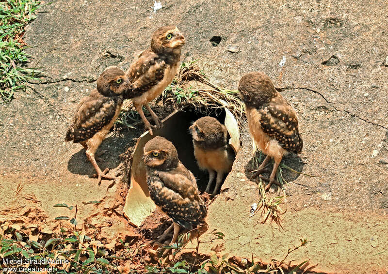 Burrowing Owl