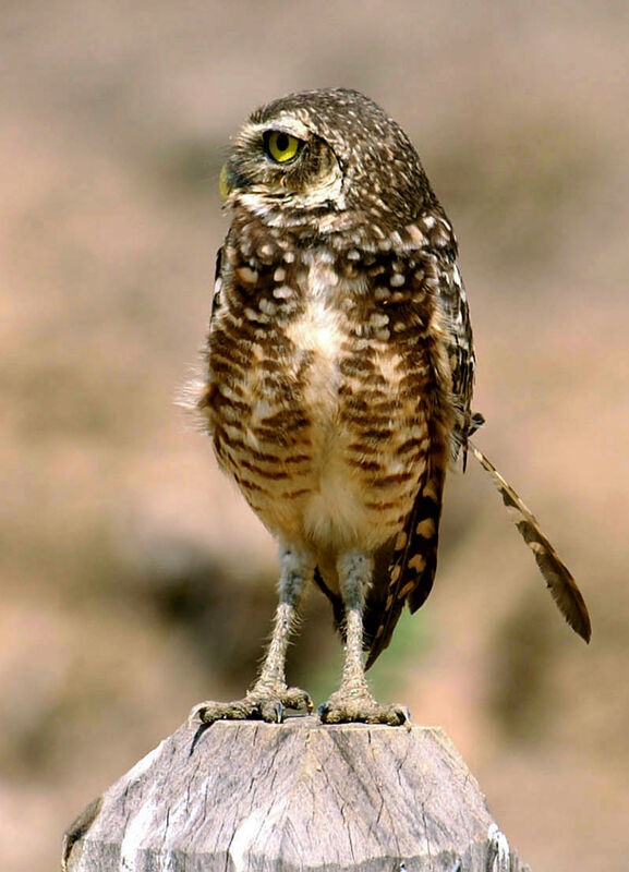 Burrowing Owl