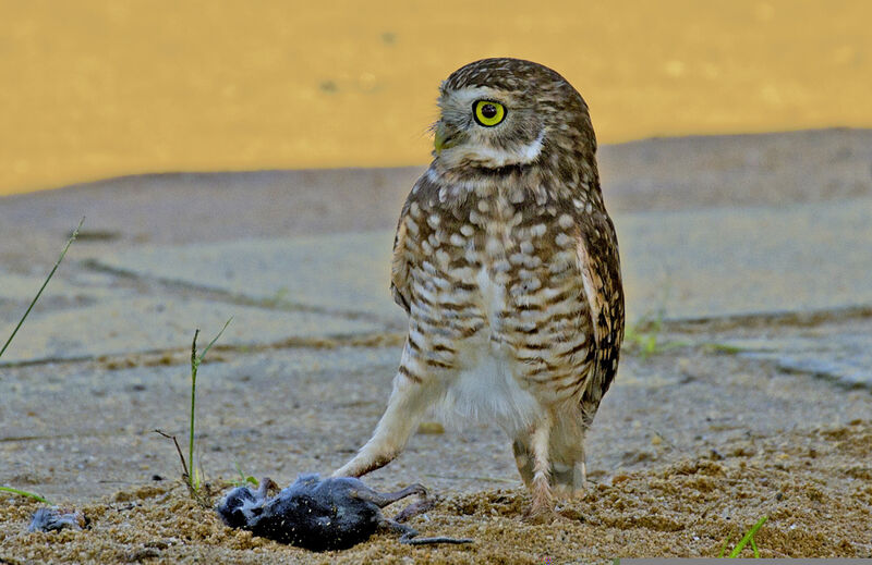 Burrowing Owl