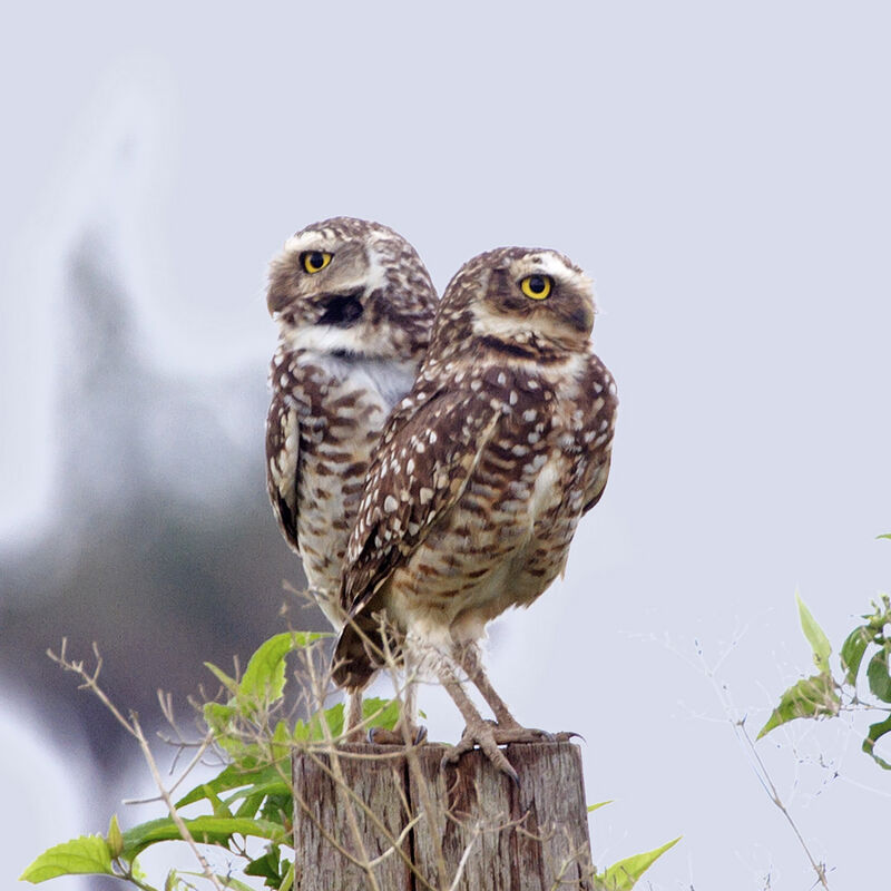 Burrowing Owl 