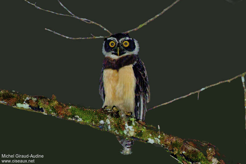 Spectacled Owladult, identification