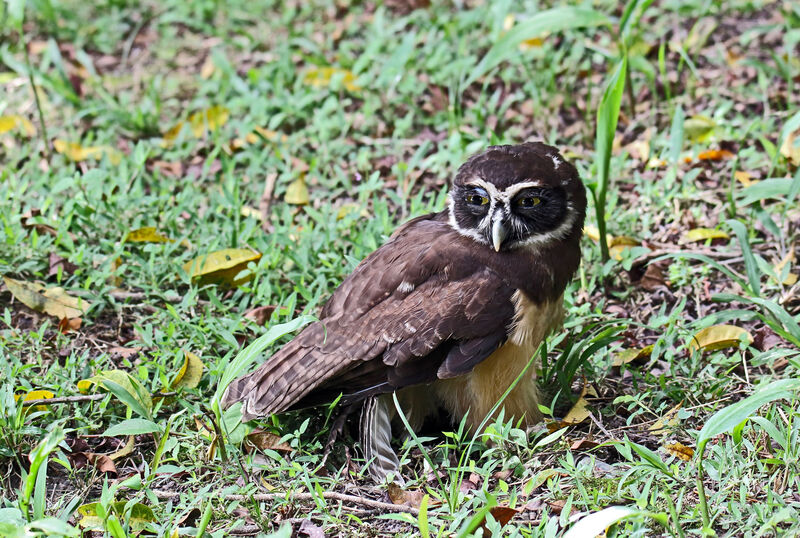 Spectacled Owl