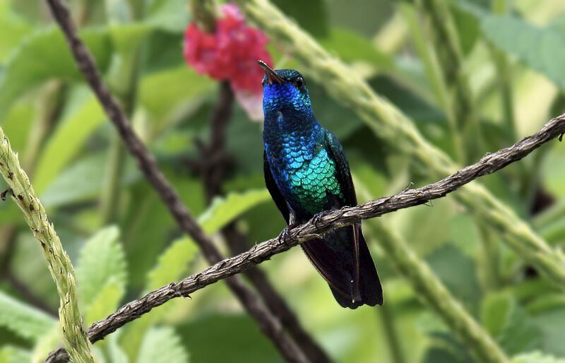 Blue-chinned Sapphire male adult