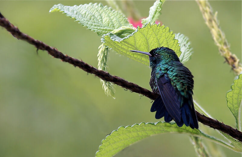 Blue-chinned Sapphire male adult