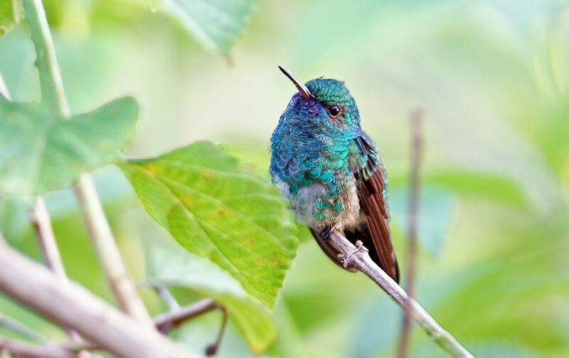 Blue-chinned Sapphire male immature