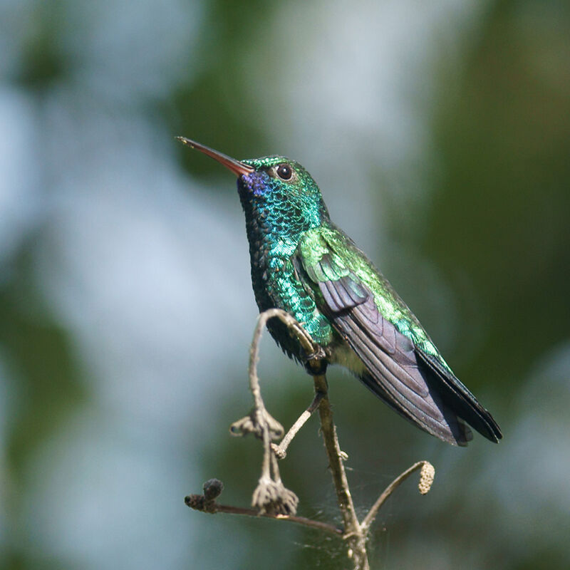 Colibri à menton bleu