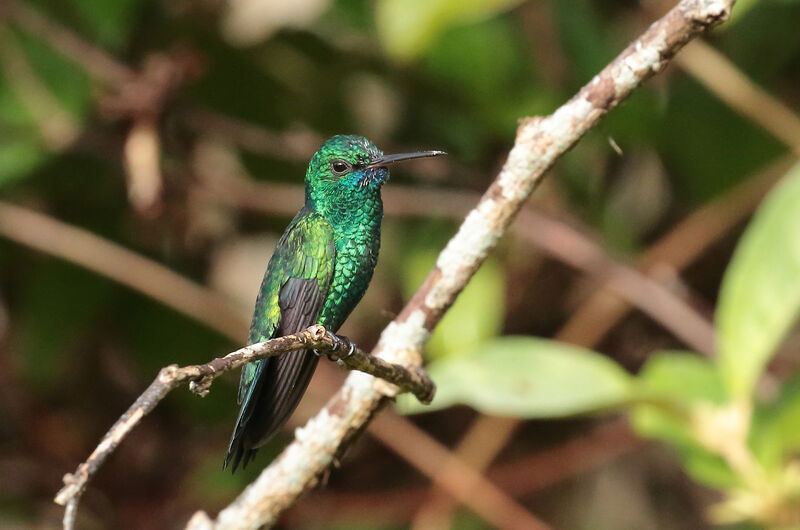 Blue-chinned Sapphire male adult