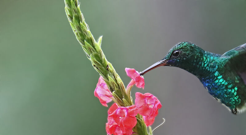 Colibri à menton bleu mâle adulte, nage